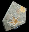 Large Ophiura Brittle Star Fossil With Partial Trilobite #4078-3